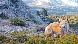 Red Fox Caching Eggs!