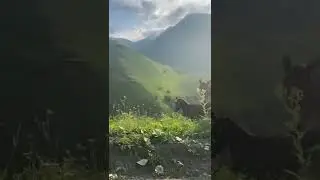 Горная дигория прекрасна
