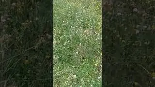 немного лета в ленту