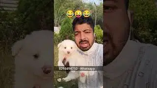 Cute dog video 😂😜😂 #pomtoyanurag #pomeranianpuppy #pomeranian #dog