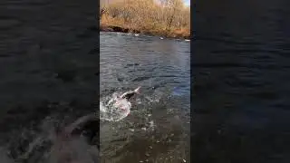 Красивый Голец на воблер 