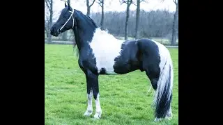 Heino Horses  for sale https://www.blacksterlingfriesians.com questions? 415-272-2112