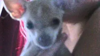 щенок поет