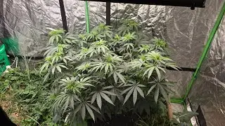 Cloning Cannabis