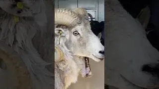 81-year-old man sentenced for cloning giant sheep and breeding it