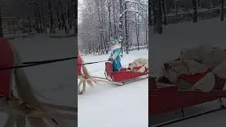 #горсоветуфа#уфасити #горки2024 #башкортостан #бобтейл #бирск