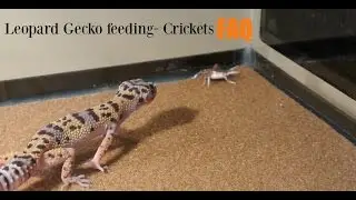 Leopard gecko cricket feeding FAQ