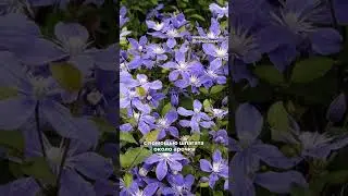 Многофункциональный клематис Арабелла