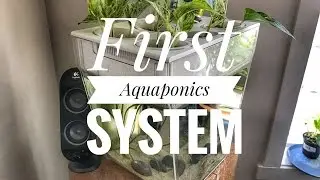 First Aquaponics System