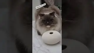 Жалуюсь на кота😸 #рекомендации #шортс #смешныевидео #shorts #приколы #юмор #кот #топ #shortvideo