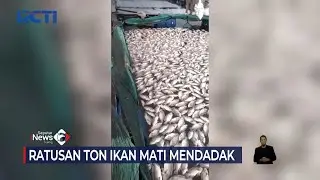 250 Ton Ikan Budidaya Milik Warga di Danau Ranau Lampung Mati Mendadak 