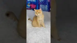 My cat upset me #cat