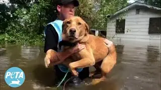 Life-Saving Tips to Protect Your Animal Companions During Natural Disasters