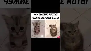 Мемы с котами/котские мемы 