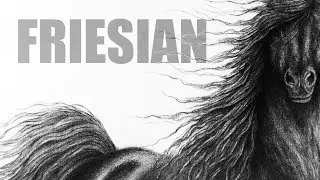 Friesian (Horse) Drawing