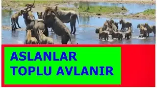 ASLANLAR ZİYAFETİ TOPLU YAPAR!