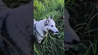 Грязный Бармалей 