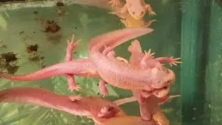 нерест тритонов