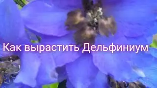 ДЕЛЬФИНИУМ БЕЗ РАССАДЫ!!! ВЫРАСТИТЬ ЛЕГКО!!!