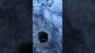 окунь ломает удочки на Ладоге, первый лёд в бухте Глубокая  