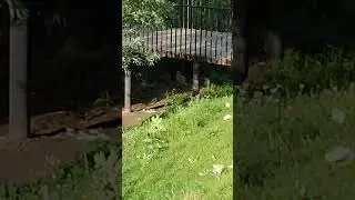 А под мостом хищник - Кот. И птицы сидят боятся.