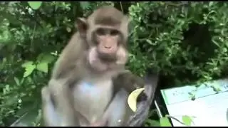 Смешная голодная обезьяна