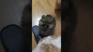 Щпицульки