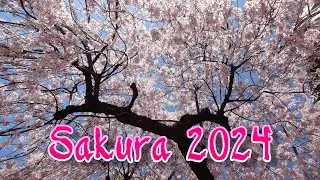 Cherry Blossoms (Sakura), 2024