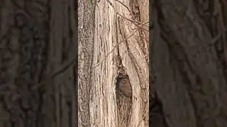 A gray-eyed pygmy blinks in surprise as he peers out of his forest hut.