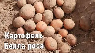 Картофель Семенной Ранний