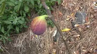 Инжир японский сорт Масуи Дофин