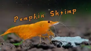 Pumpkin Shrimp