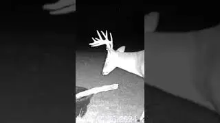 Trail Camera Action! #deer #deerhunting #tactacam
