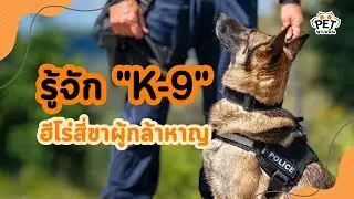 พาไปรู้จัก K-9 สุนัขตำรวจ ผู้เป็นฮีโร่สี่ขาแสนน่ารัก | นุดรู้ไหม EP.9