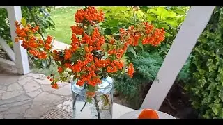 Осенние прогулки в саду, волшебство ноября.