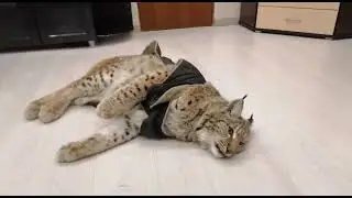 Рыся в платье из попоны/Игры с шариком