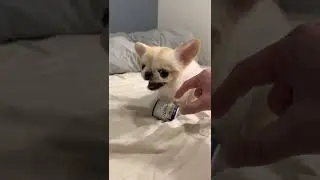 злая собачка