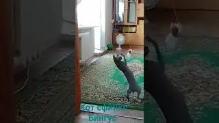 Бингус играет