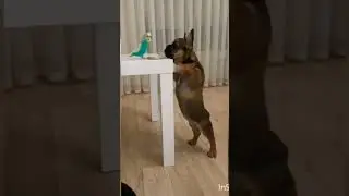 #французскийбульдог
