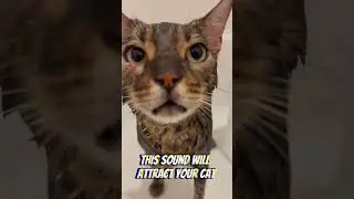 Building a Connection: How to Attract Your Cat with this Meow sound! 
