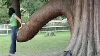 Funny Tree Shapes That Will Make You Look Twice | Funny Godzilla