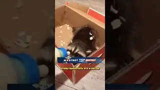 К нему в БАССЕЙН УПАЛ ЕНОТ и ЧТО СЛУЧИЛОСЬ С НИМ?!😳