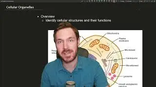 Exploring Cell Organelles: A Deep Dive into Cellular Machinery!