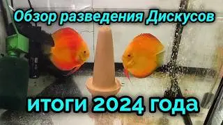 Обзор разведения дискусов и итоги 2024 года