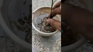 How to grow Chrysanthemum in cinder | सिंडर में गुलदाउदी कैसे लगाया जाए  #shorts #shortsvideo