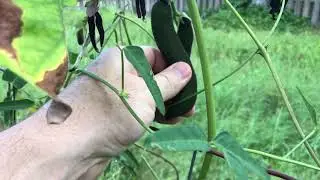 Velvet Beans and Other Things