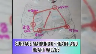 SURFACE ANATOMY OF  HEART AND CARDIAC VALVES || HINDI || EXPLAINED ||