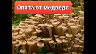 Опята в медвежьей берлоге. mushrooms in a bear den