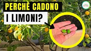 Perchè i Limoni Cadono?  Cause e Rimedi
