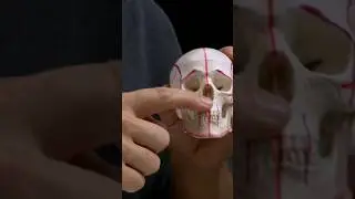 Drawing On A Skull 💀 For Artists.